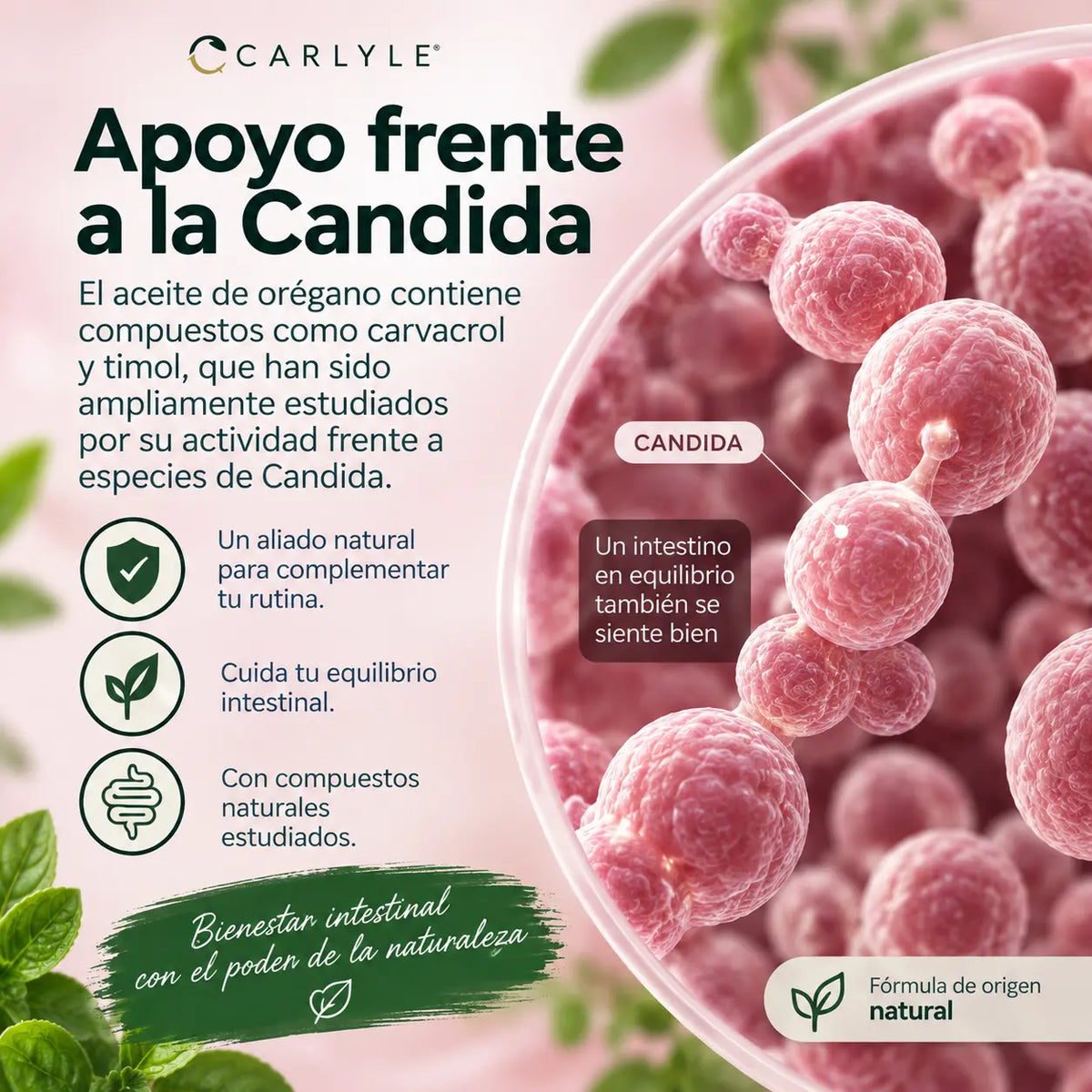 Organic Oil of Oregano