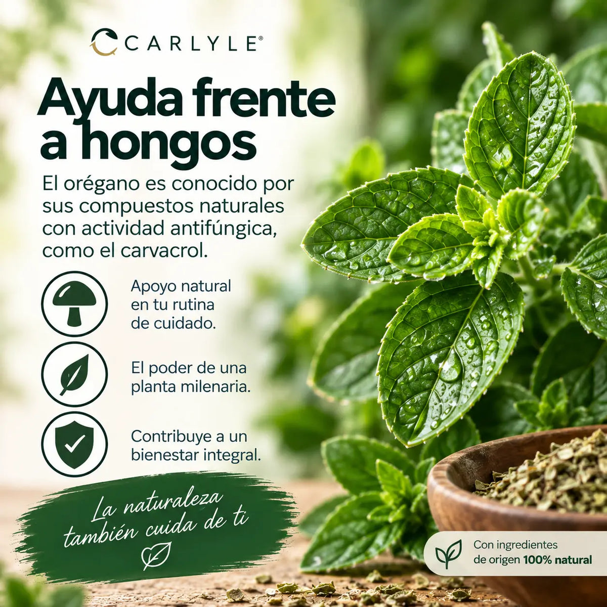 Organic Oil of Oregano